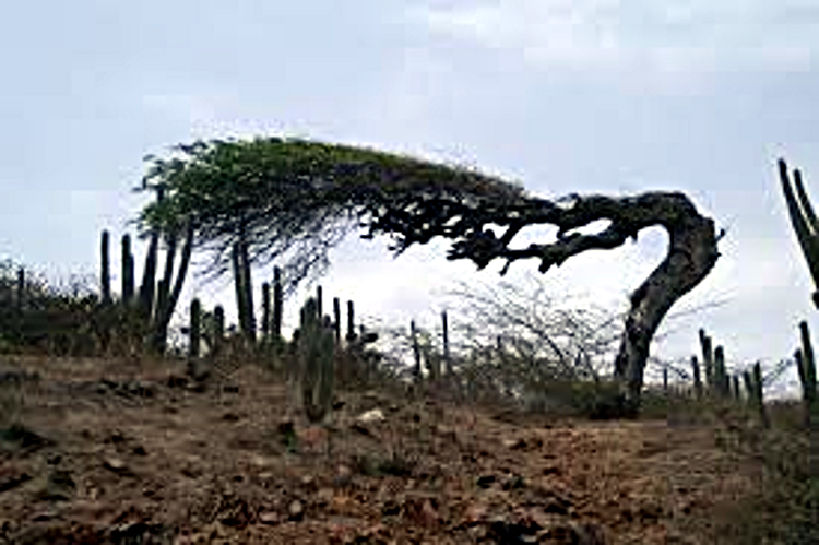 Dividivi boom op Aruba
